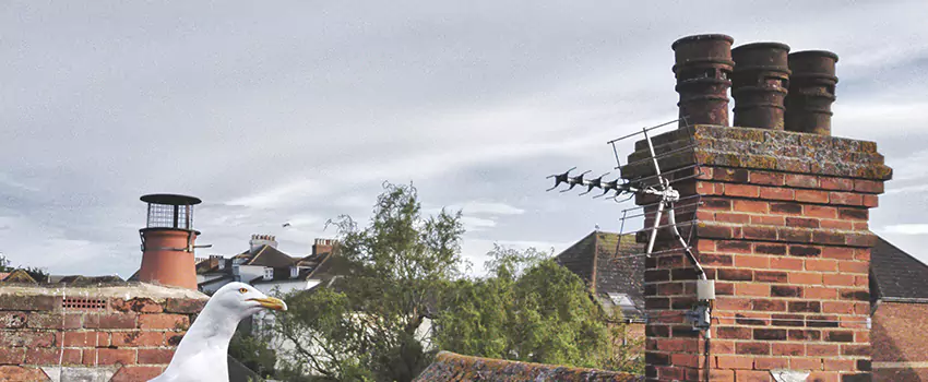Chimney Cleaning And Restoration in Kenmore, Washington